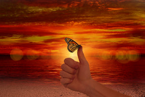 3-piece-acrylic-print-the-butterfly-in-the-evening-light