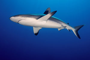 canvas-print-shark-in-the-dark-sea