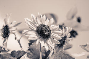 canvas-print-sunflowers-sw