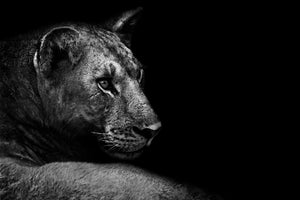 3-piece-acrylic-print-lion