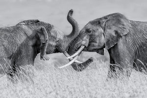 canvas-print-elephant-qtai-chiq-x