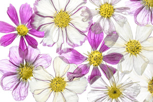 acrylic-print-keeping-summer-x