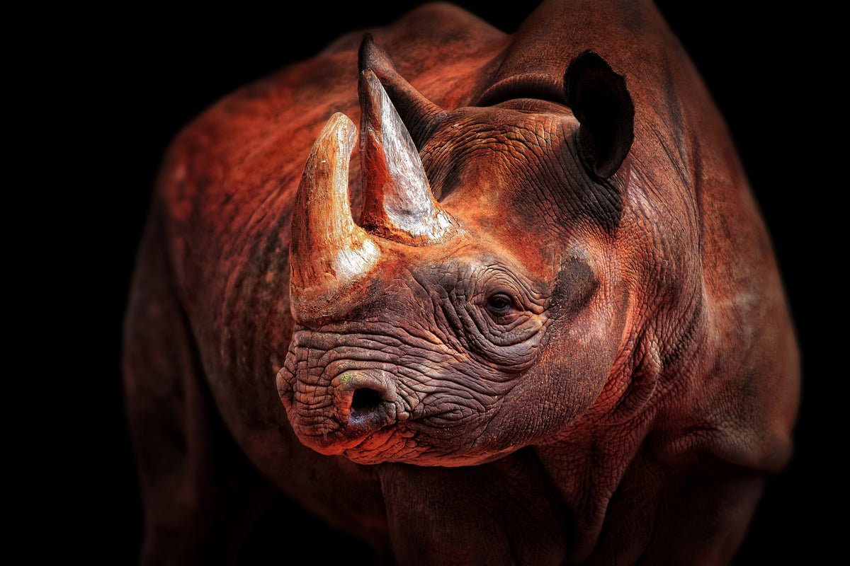 framedposter-print-rhino-posing-x