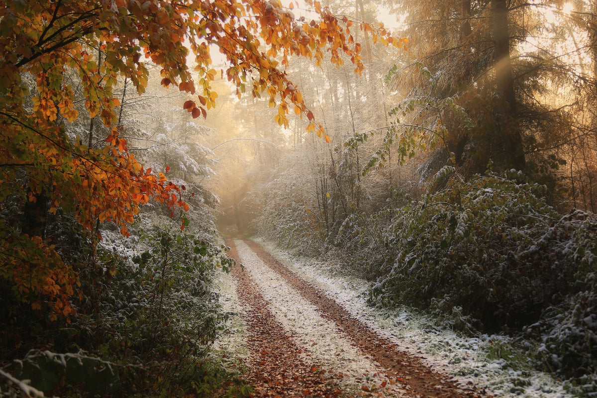 framedcanvas-print-frosty-fall-x