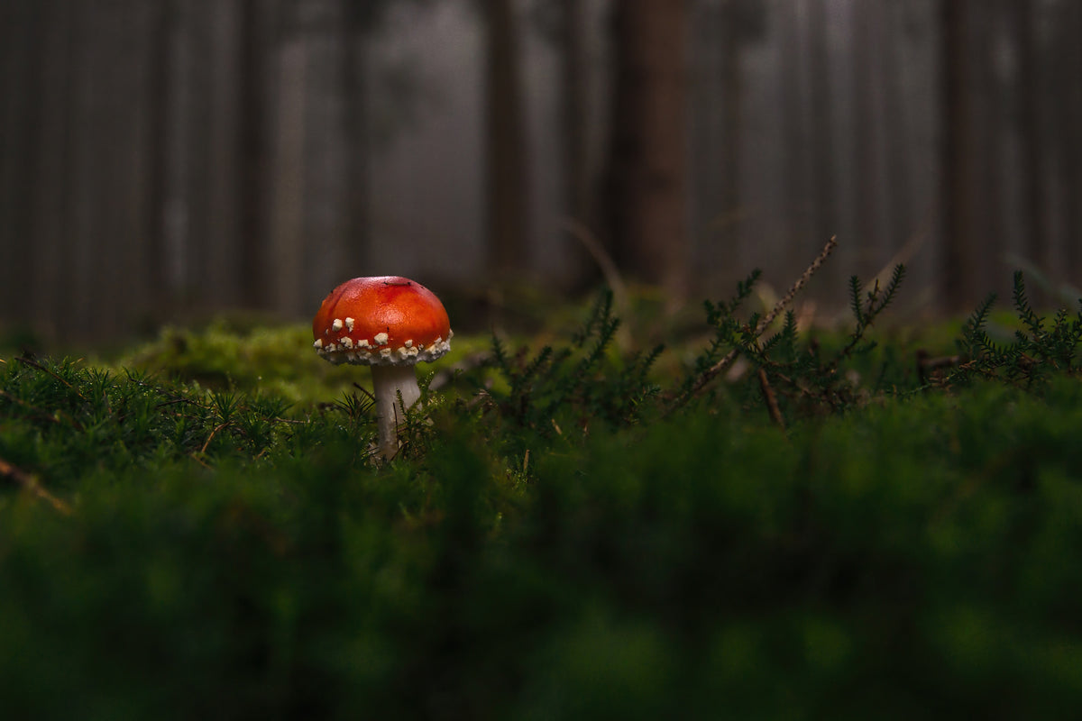 3-piece-acrylic-print-a-mushroom-in-the-forest