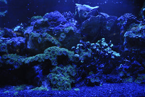 3-piece-aluminium-print-coral-reef-in-blue