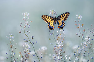 aluminium-print-swallowtail-beauty