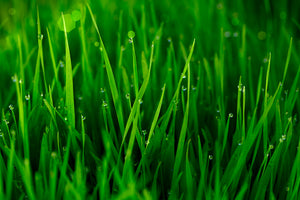canvas-print-grass-with-morning-dew