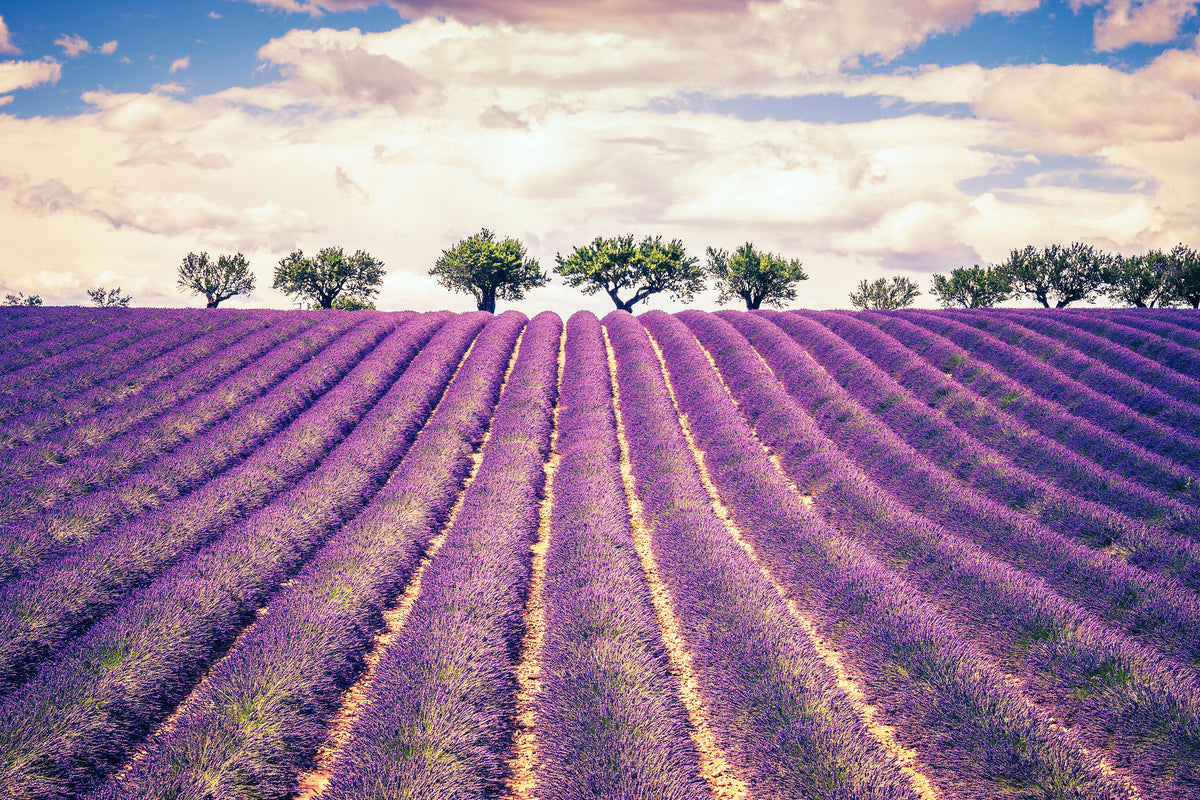 3-piece-acrylic-print-the-lavender-field-ii