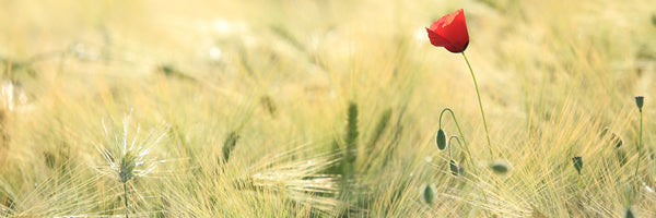 panoramic-3-piece-canvas-print-a-poppy-panorama