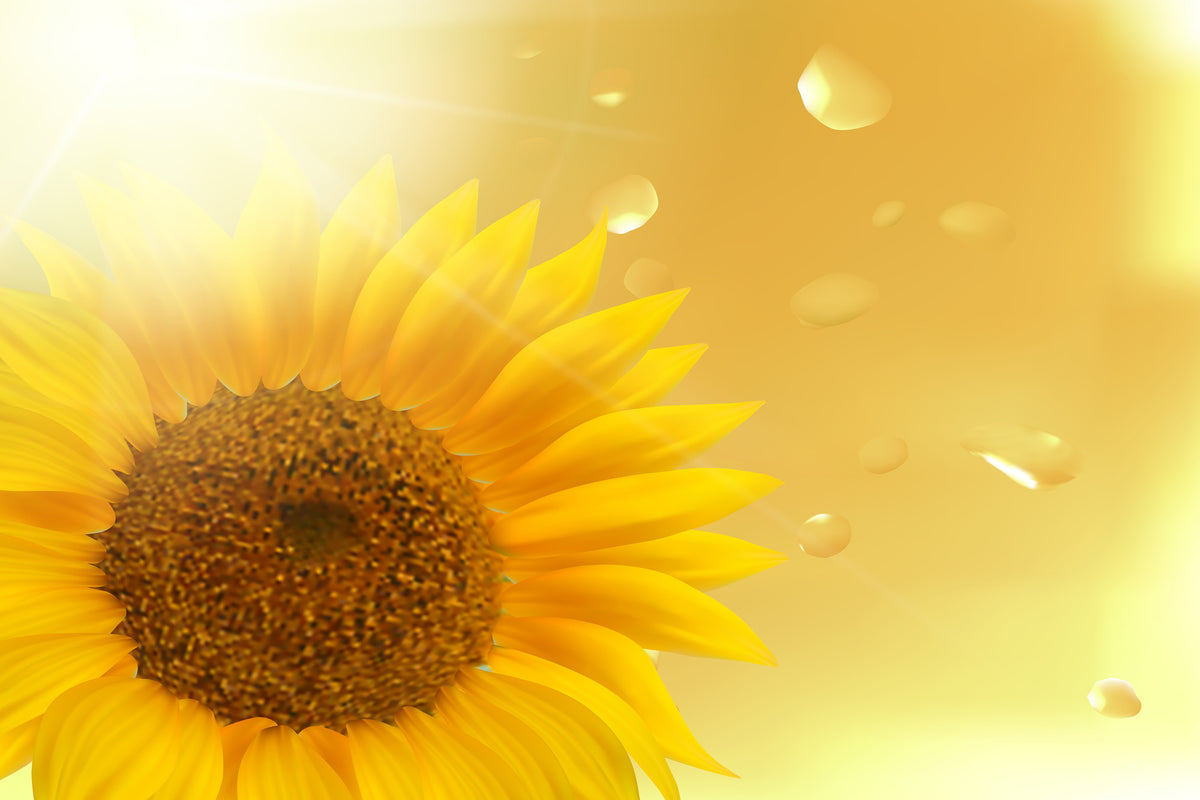 3-piece-acrylic-print-sunflower-in-morning-dew