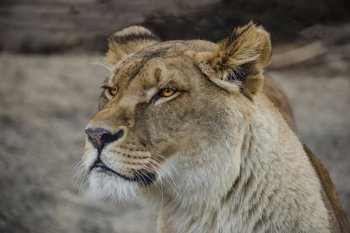 canvas-print-head-of-a-lioness