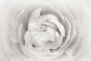 acrylic-print-ranunculus