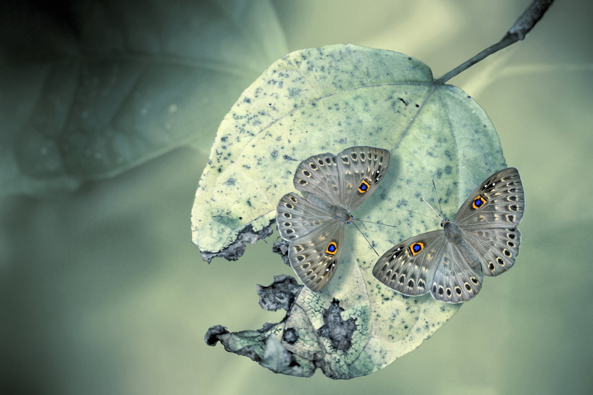 canvas-print-duet