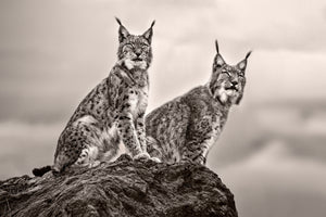 acrylic-print-two-lynx-on-rock