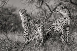 poster-print-three-cats