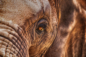 3-piece-acrylic-print-the-look-of-the-elephant