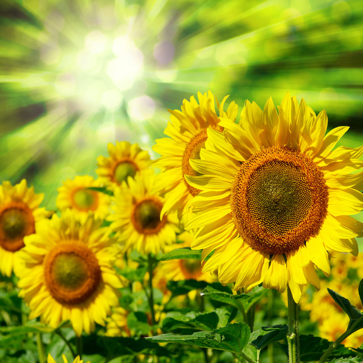 4-piece-canvas-print-the-sun-and-the-flowers