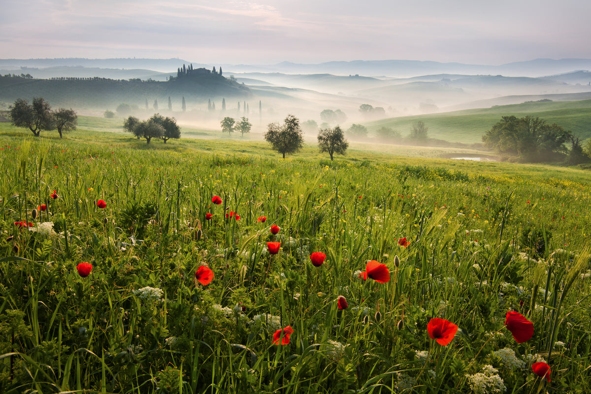 framedcanvas-print-tuscan-spring