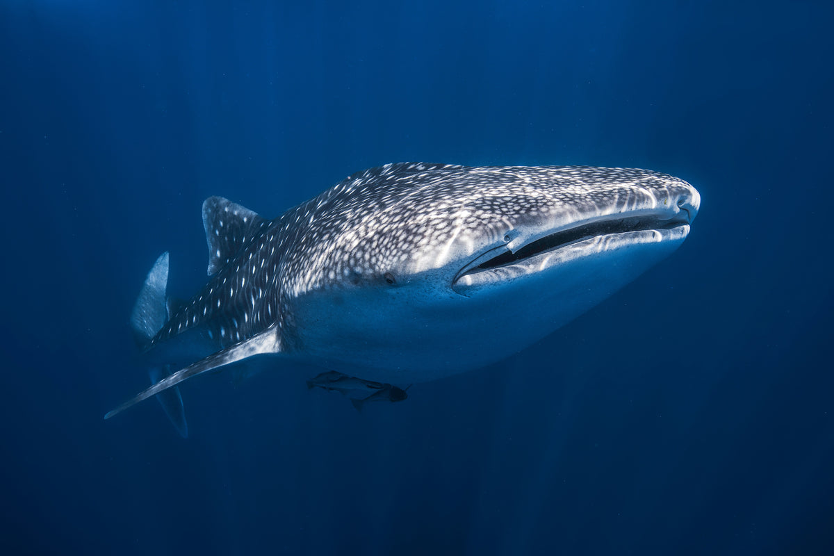 3-piece-aluminium-print-whale-shark
