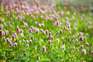 canvas-print-clover