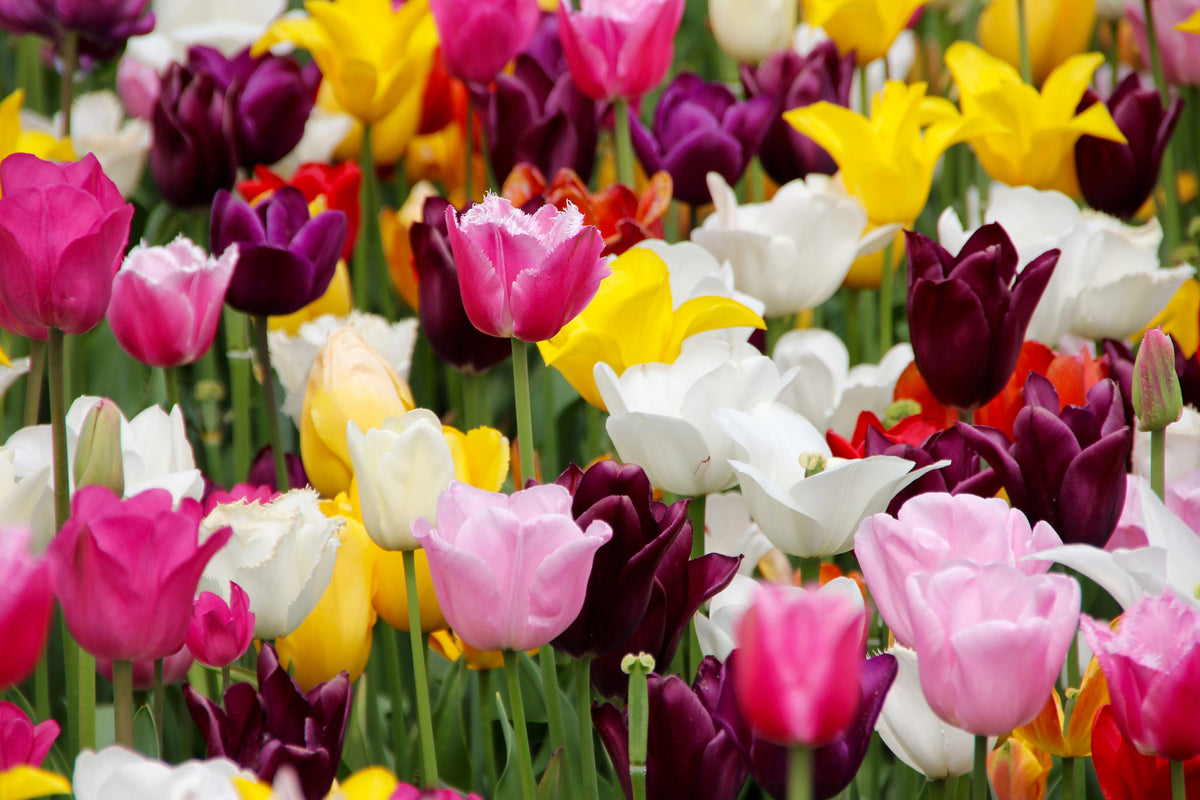 aluminium-print-colorful-tulip-field