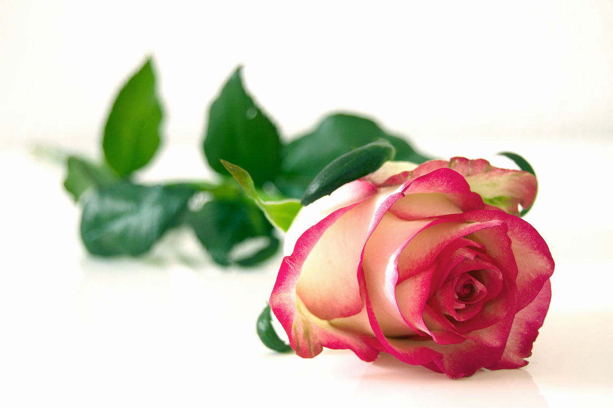 acrylic-print-the-proud-rose