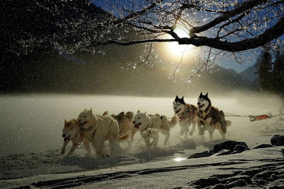 3-piece-canvas-print-huskies