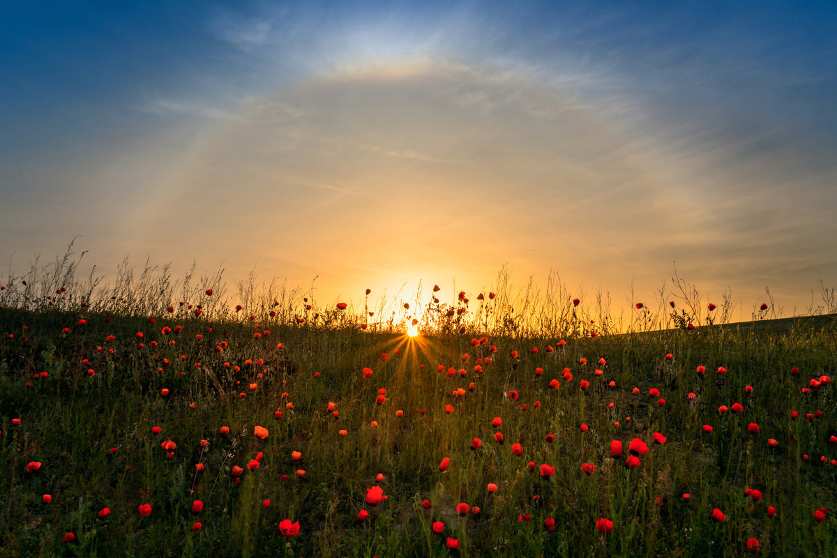 framedcanvas-print-red-poppies-and-sunrise