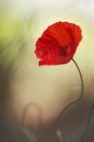 poster-print-untitled-xx