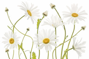 3-piece-aluminium-print-ox-eye-daisies