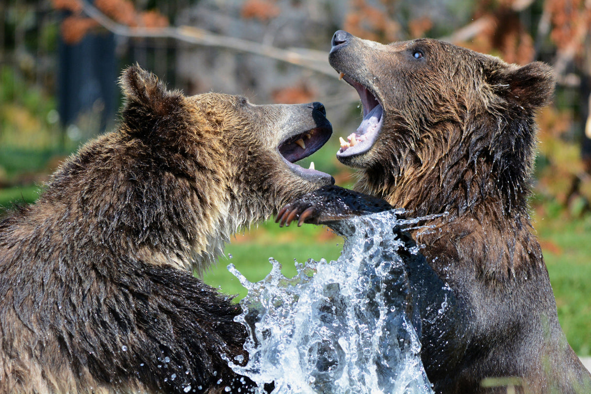 3-piece-canvas-print-grizzly-fight
