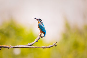 acrylic-print-the-kingfisher