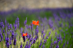 framedcanvas-print-poppy-in-the-lavender