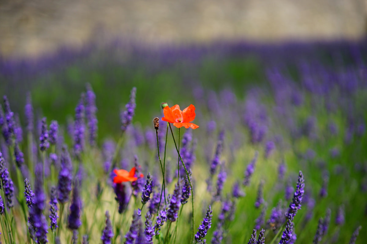 framedcanvas-print-poppy-in-the-lavender