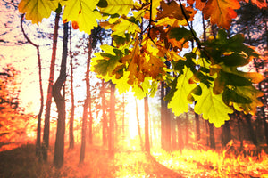 modern-3-piece-canvas-print-autumn