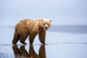 poster-print-the-bear-walk-x