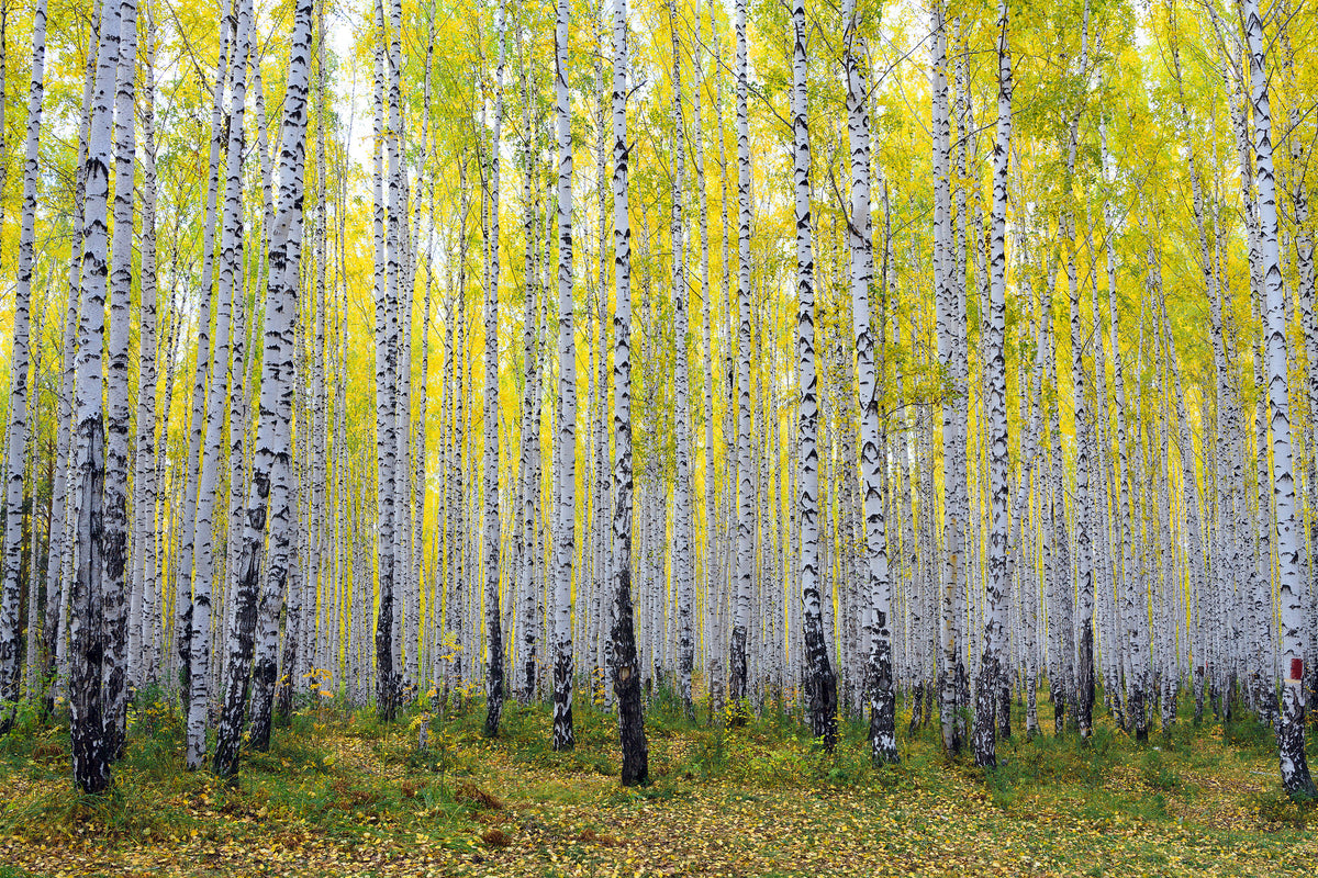 modern-3-piece-canvas-print-autumnal-birch-forest