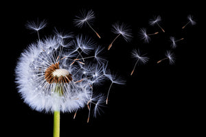 canvas-print-dandelion-blowing