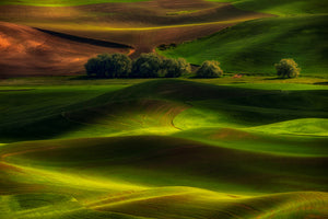 aluminium-print-spring-in-the-palouse