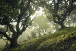 poster-print-enchanted-forest-xeb
