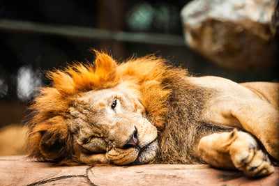 poster-print-relaxed-lion