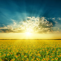 aluminium-print-sunflowers-in-the-evening-sun