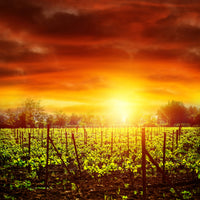 acrylic-print-the-vineyard-at-sunset