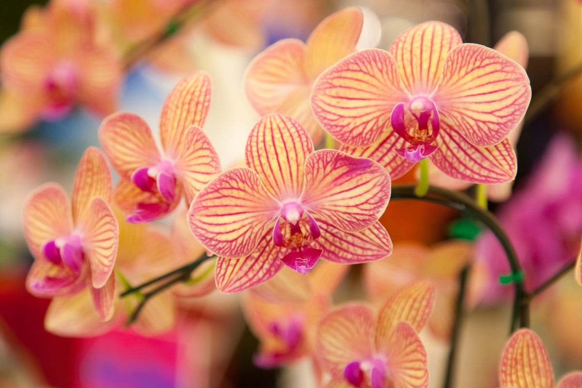3-piece-acrylic-print-exotic-orchids