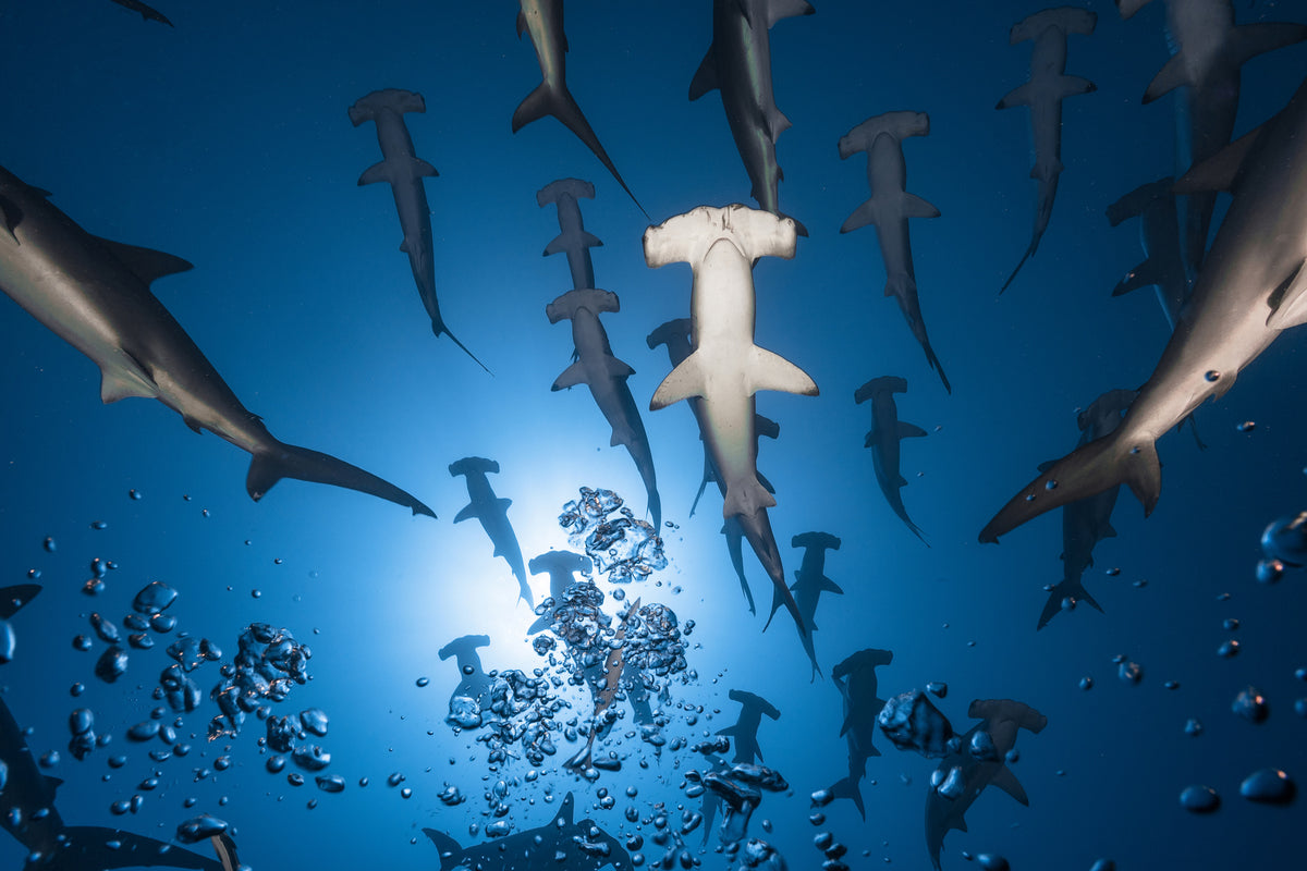 3-piece-acrylic-print-hammerhead-shark