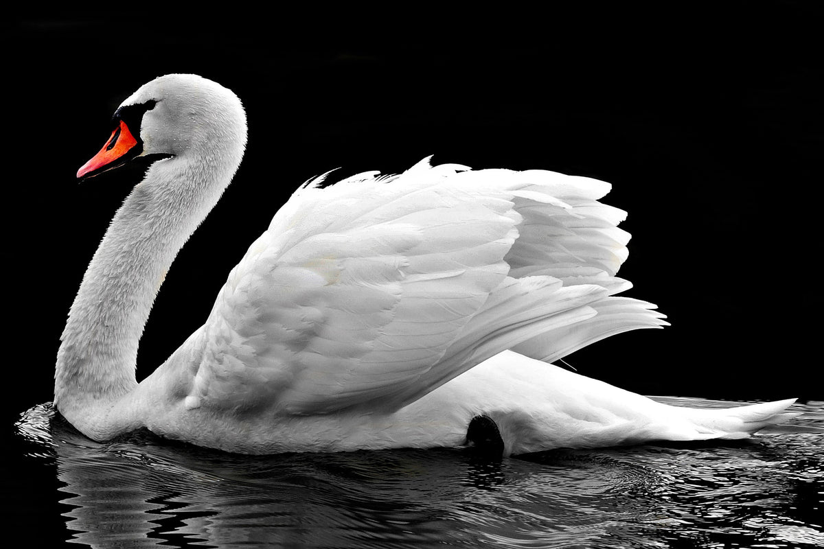 aluminium-print-the-graceful-swan