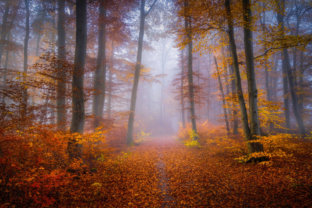 aluminium-print-october-trail-x