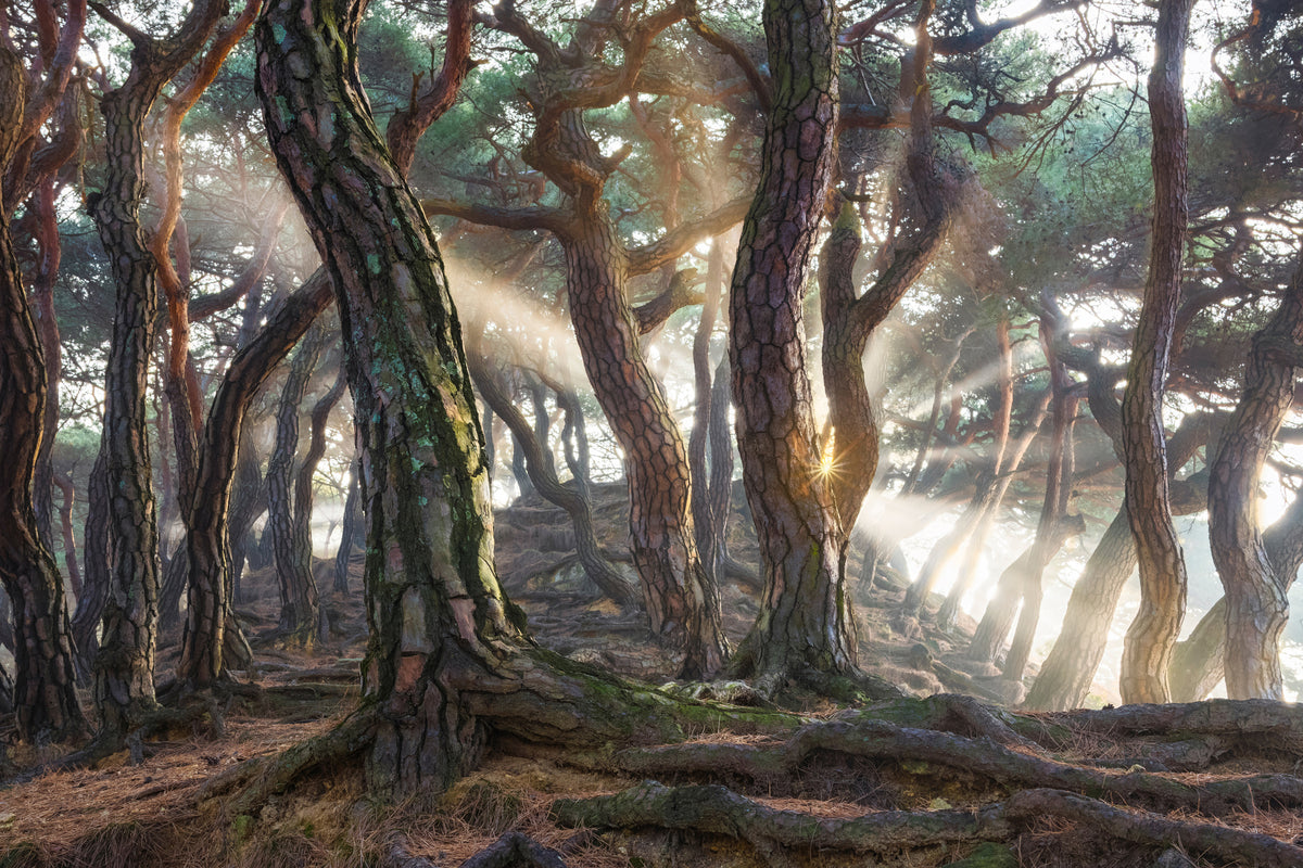 canvas-print-sacred-pine-trees-x