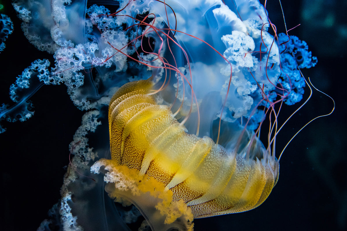 canvas-print-underwater-dancer-x